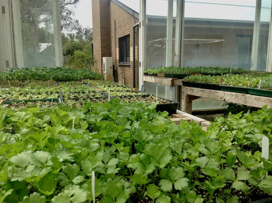 Summer Seed Starting Tips