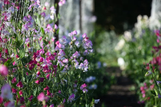 Cool Season, Hardy Flowers  -  Sow in Autumn