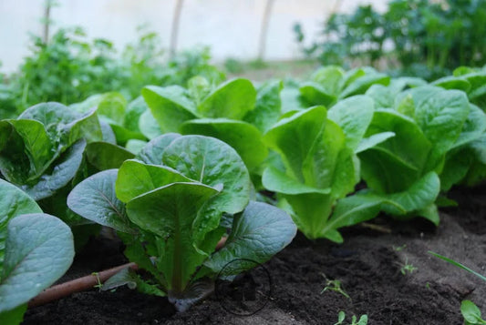 Trialing Lettuce Across Seasons: Varieties That Thrive in Cold and Heat