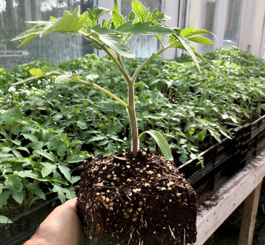 How to Transplant Tomatoes: 7 Steps for Strong, Productive Plants