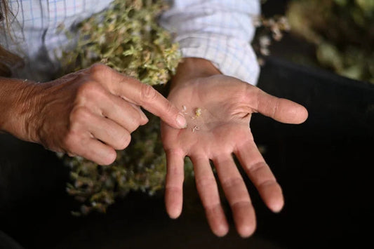 Storing Seed for Maximum Vitality