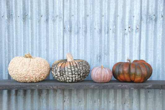 Growing Pumpkins Organically and Variety Comparison