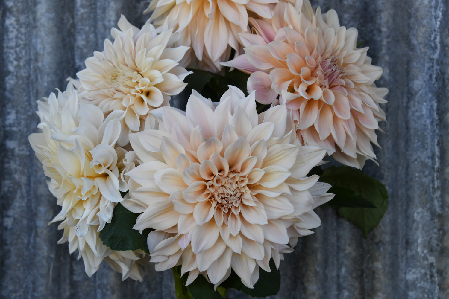 Dahlias