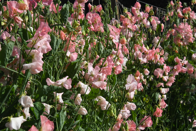 Sweet Pea – Transition Farm