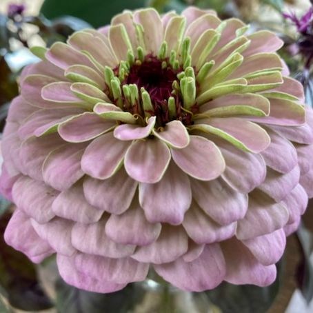 Transition Farm developed Zinnia 'Violet Blush'