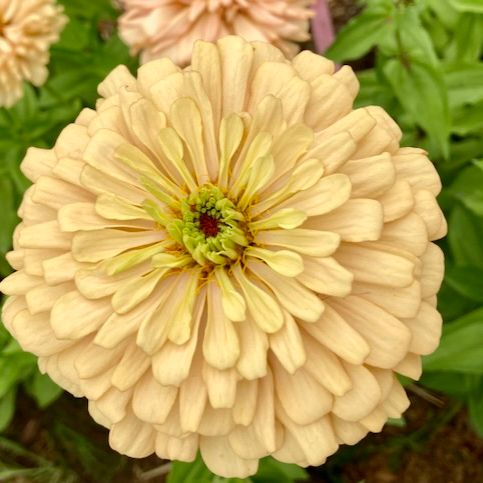 Transition Farm developed  Zinnia 'Mead'