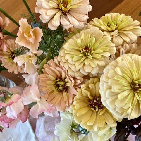 Transition Farm developed  Zinnia 'Mead'