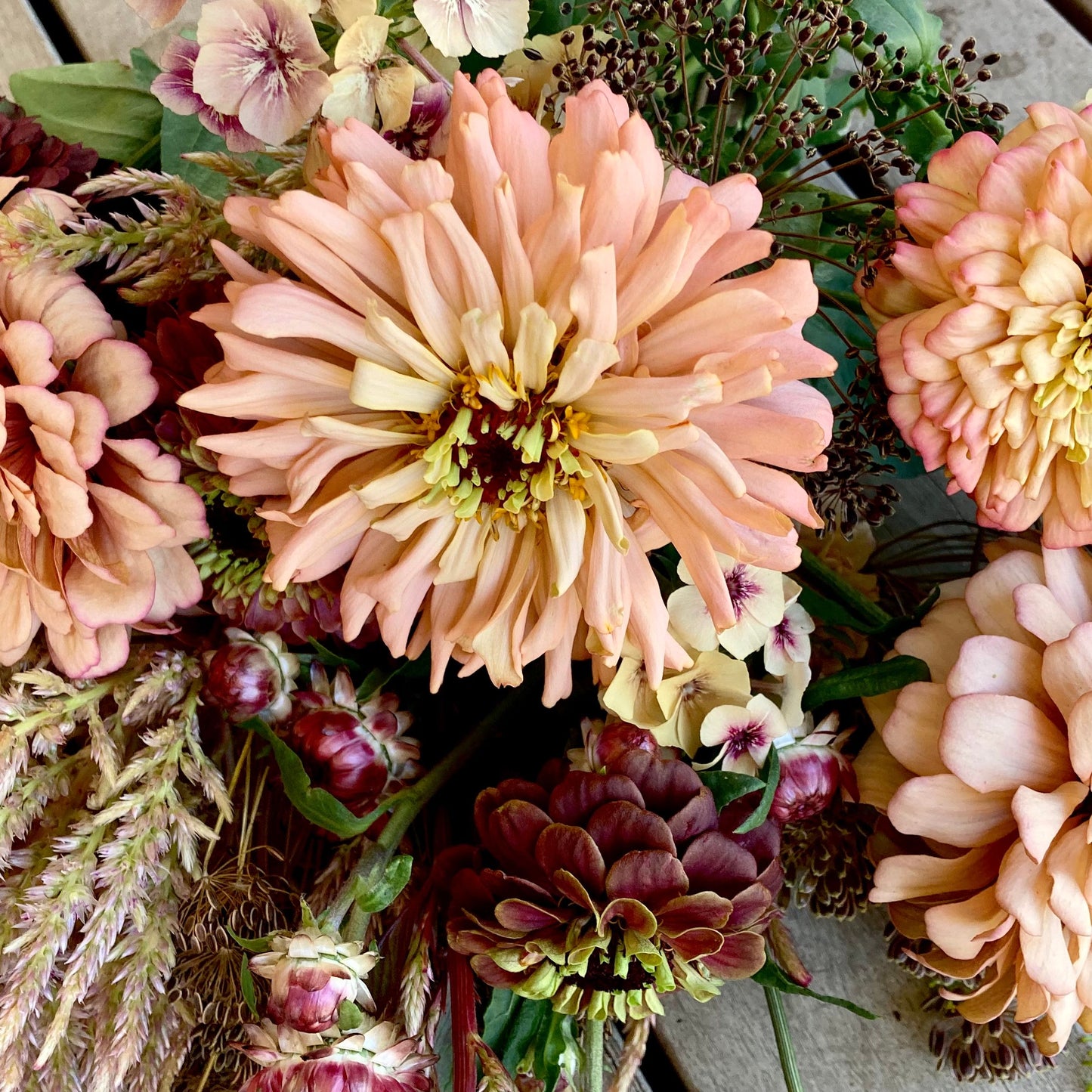 Transition Farm developed  Zinnia 'Mead'