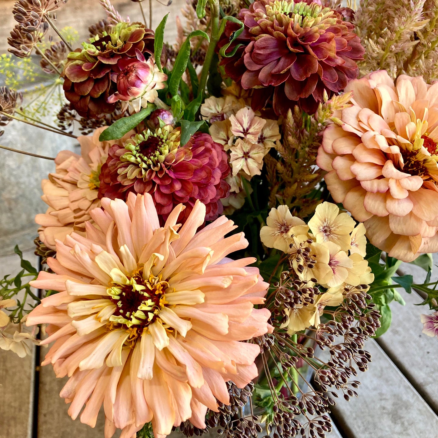 Transition Farm developed  Zinnia 'Mead'