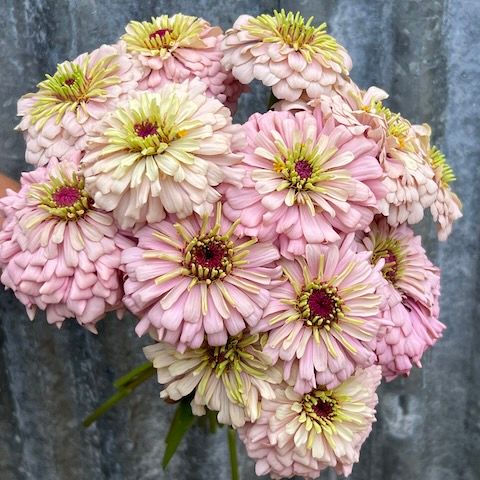 Transition Farm developed Zinnia 'Violet Blush'