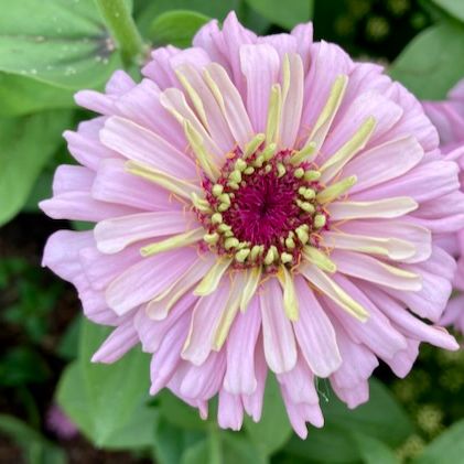 Transition Farm developed Zinnia 'Violet Blush'