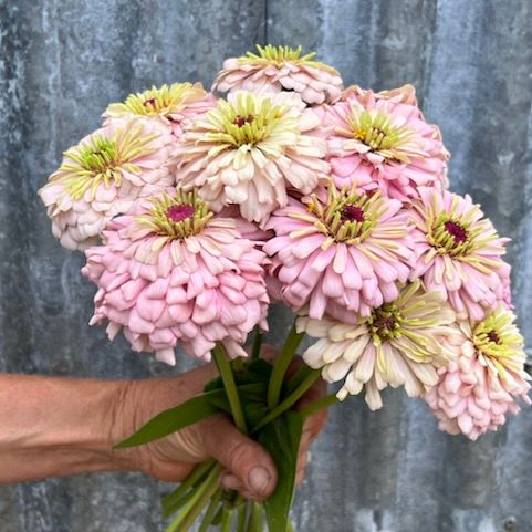 Transition Farm developed Zinnia 'Violet Blush'