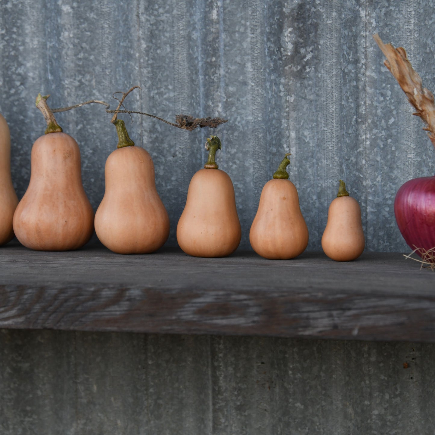 Row of 898 squash and rosa di milano onion on wooden bench