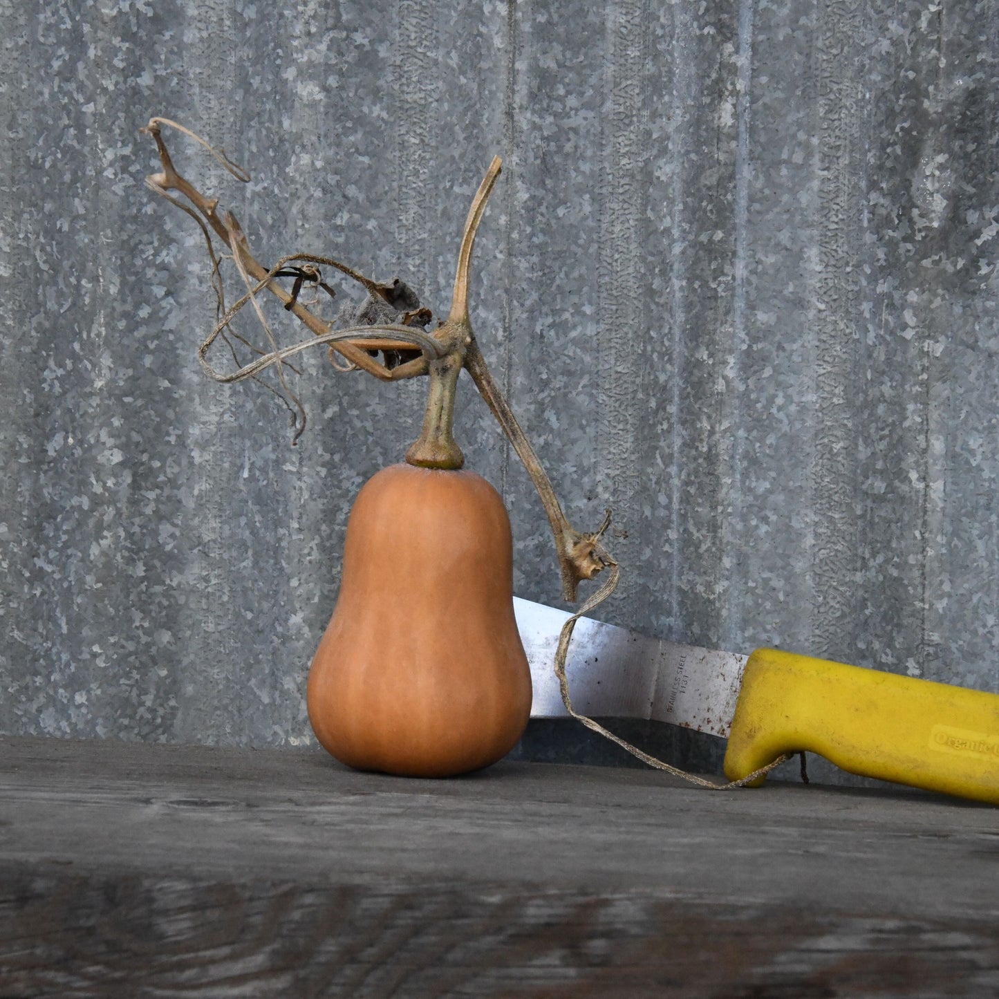 Butternut squash with a knife on a wooden surface against a corrugated metal background