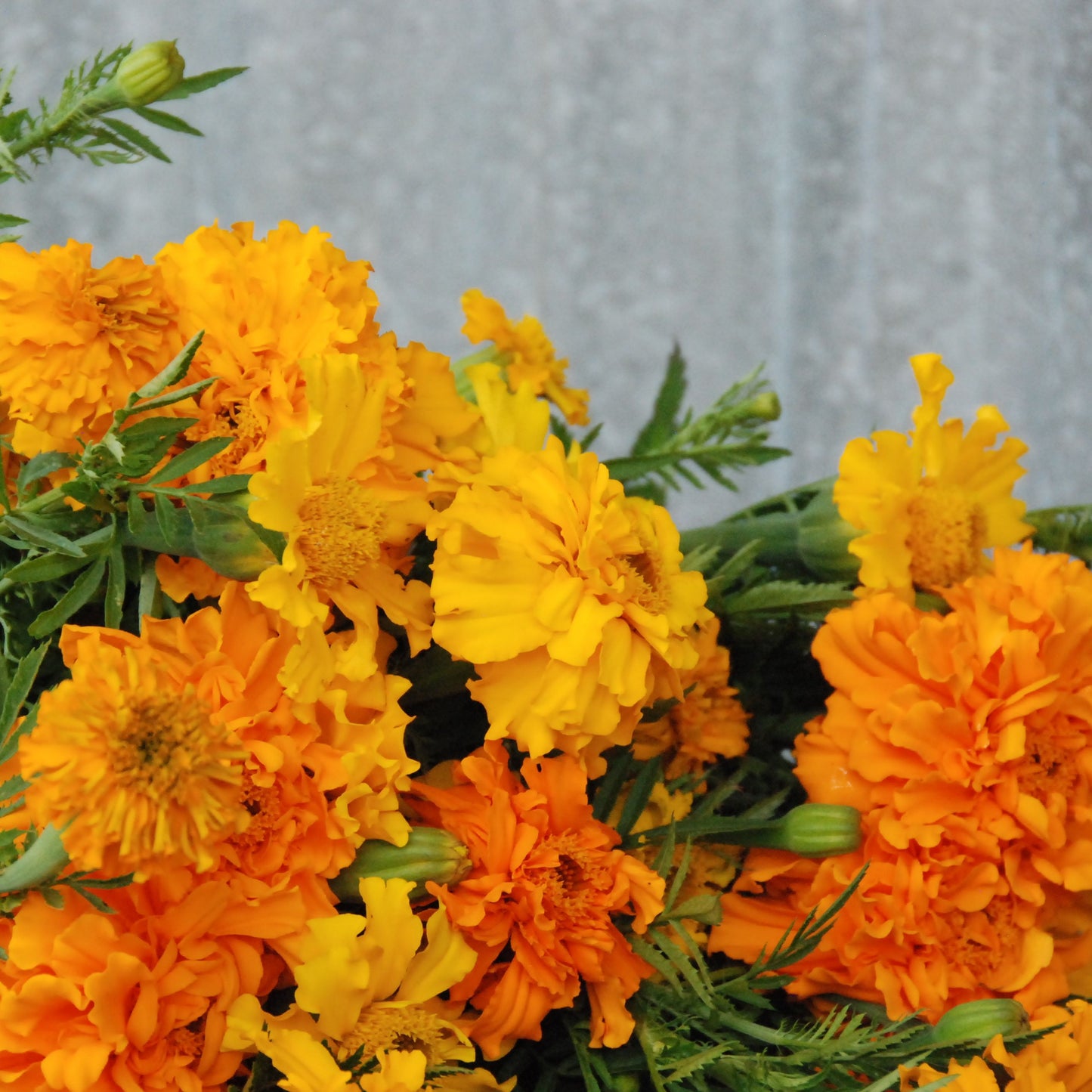 Marigold 'African Giant'
