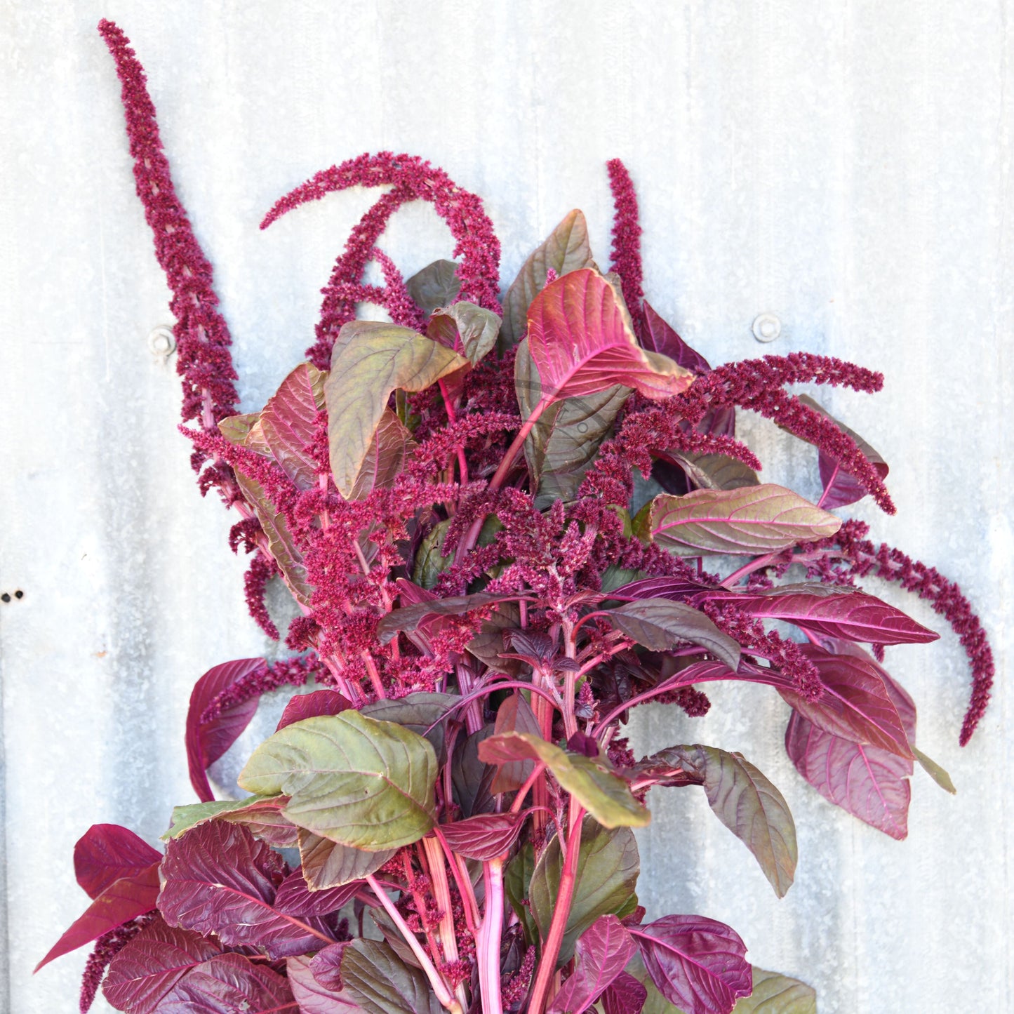 Bouquet of pink and green amaranth plants against a white wooden background