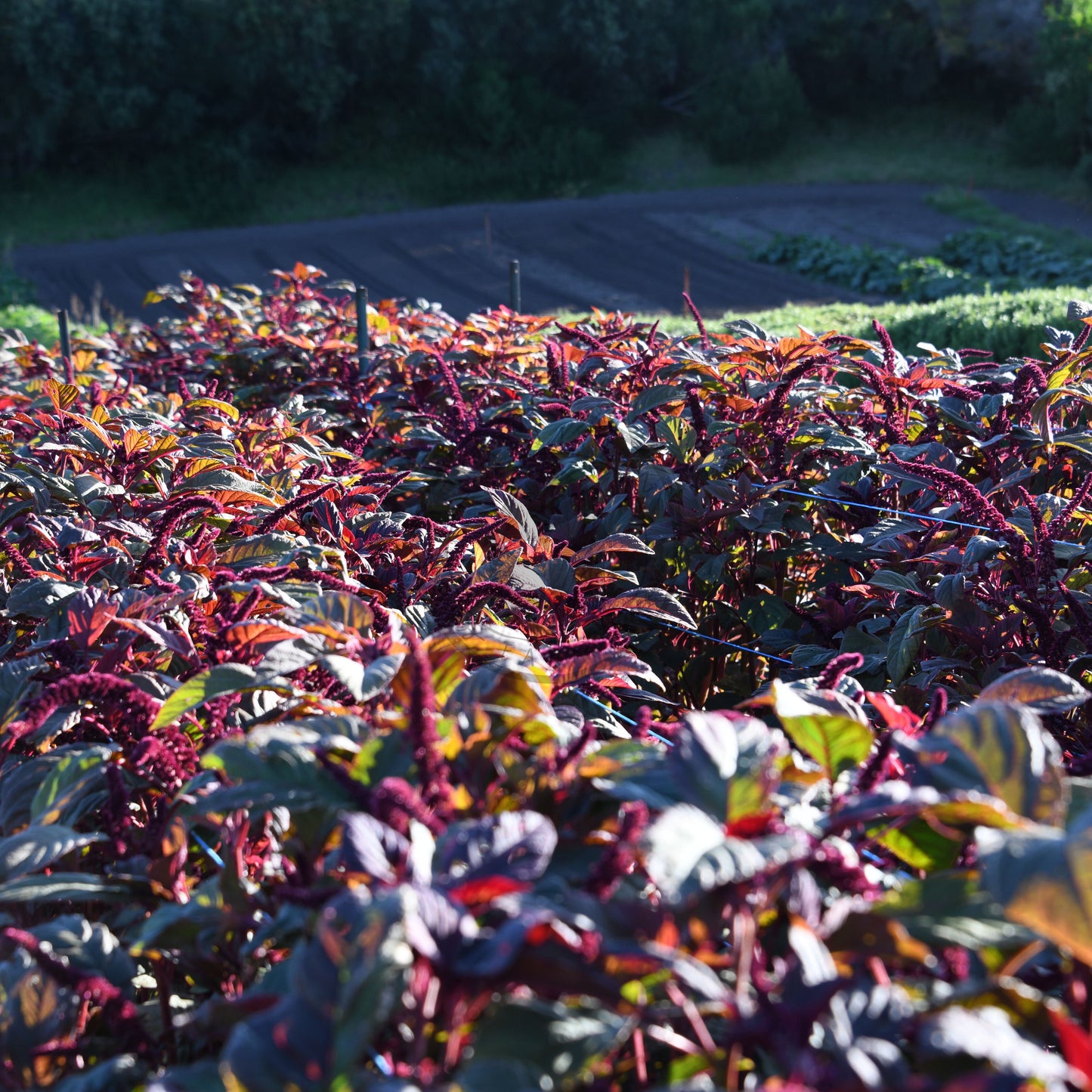Field of colorful leafy plants with a blurred background
