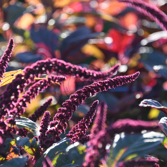 Close-up of purple amaranth plants with a blurred background