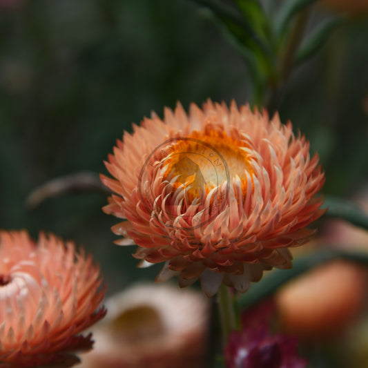 Close-up of a pink strawflower with a blurred background