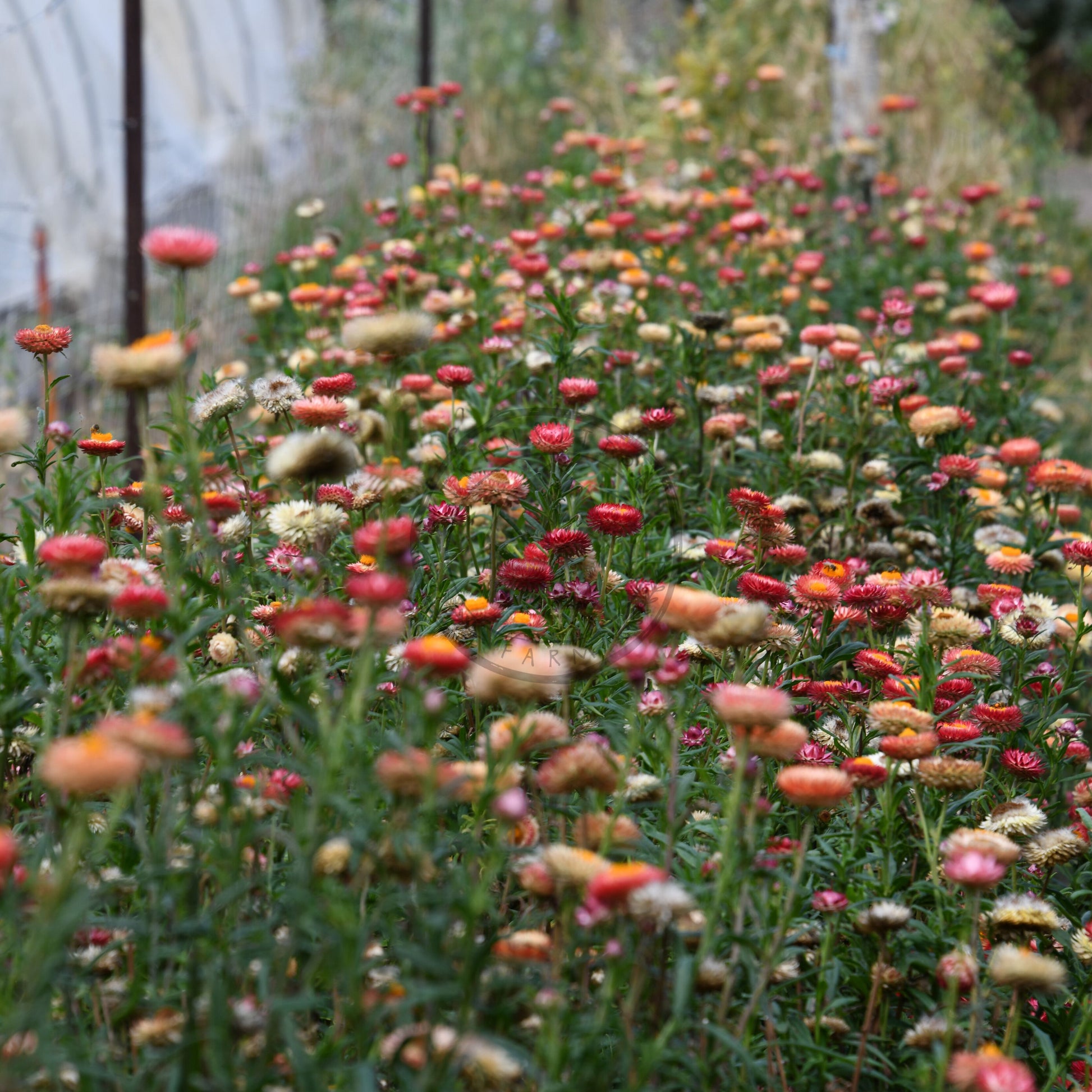 Row of colorful flowers in a garden setting