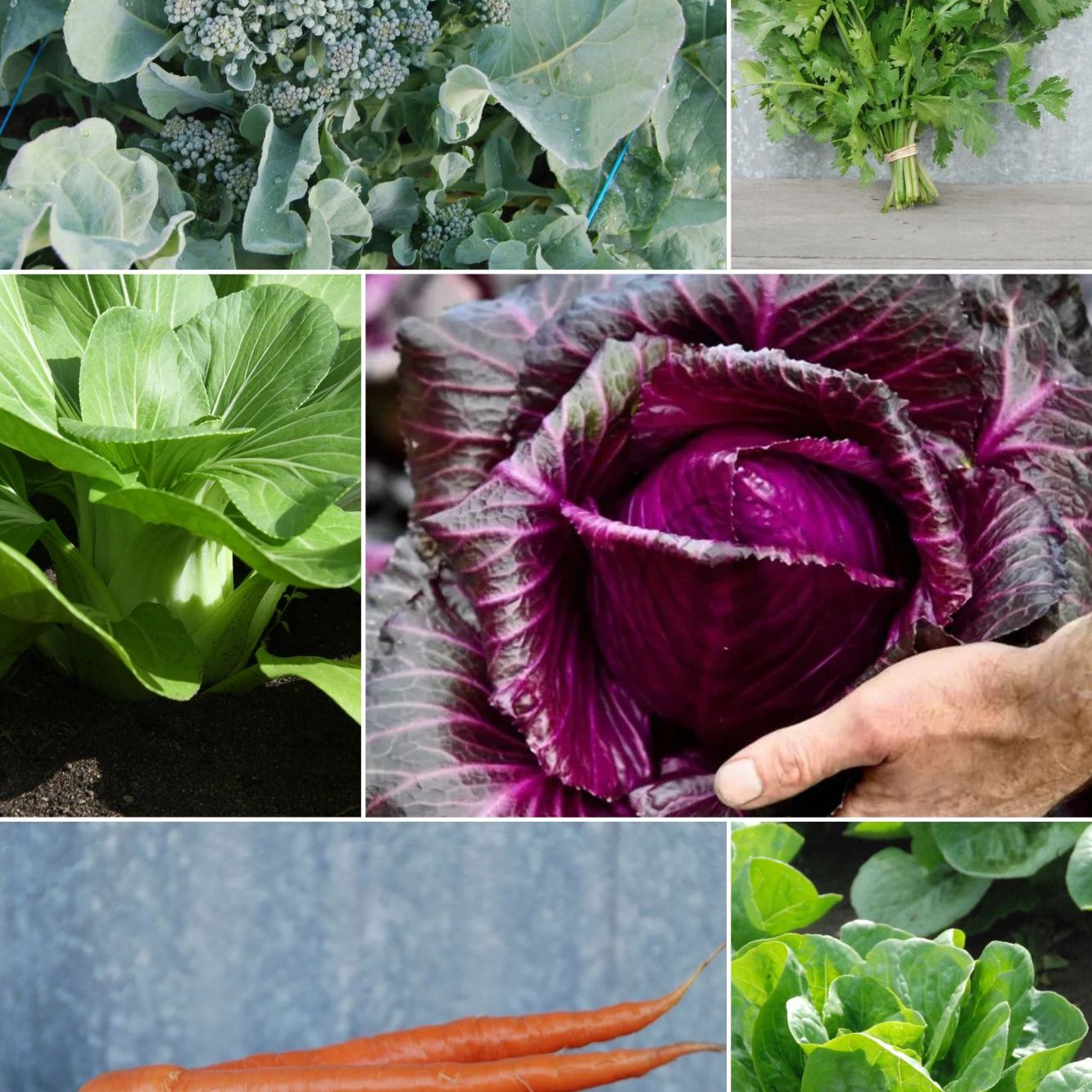 Collage of various vegetables including broccoli, kale, cabbage, and carrots.