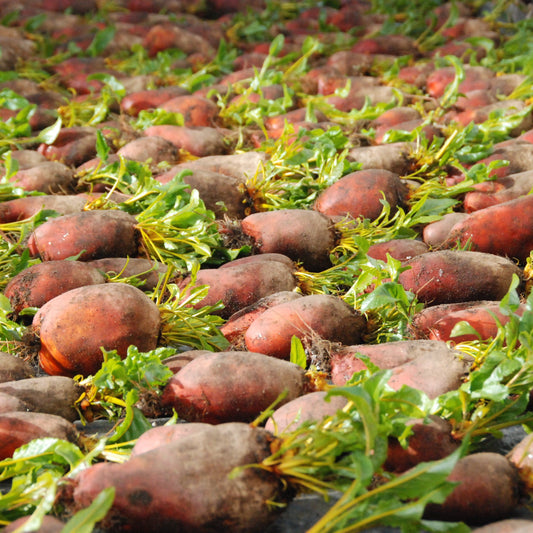 Badger Flame beetroot harvest