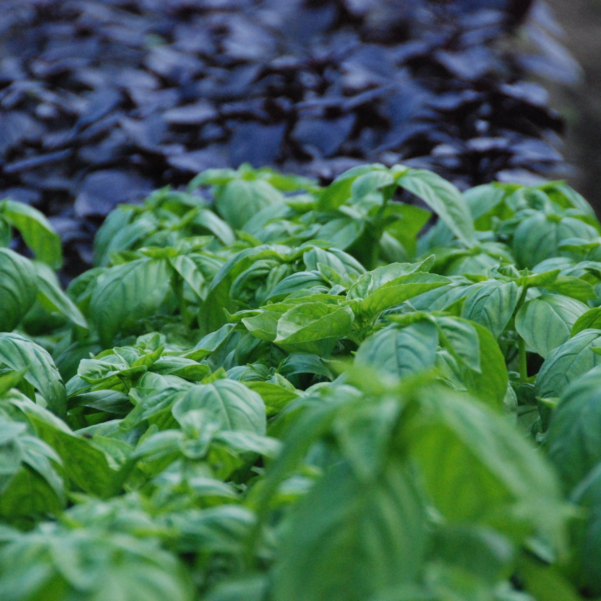 Close-up of green basil leaves with a blurred background