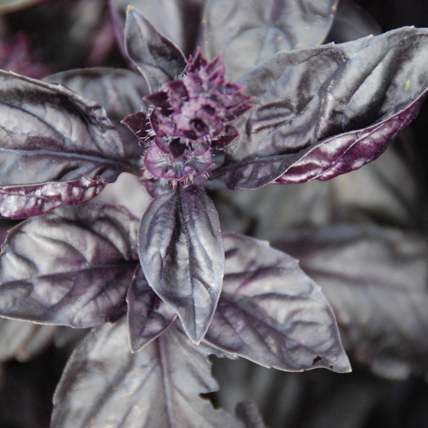 Close-up of purple basil leaves with a blurred background