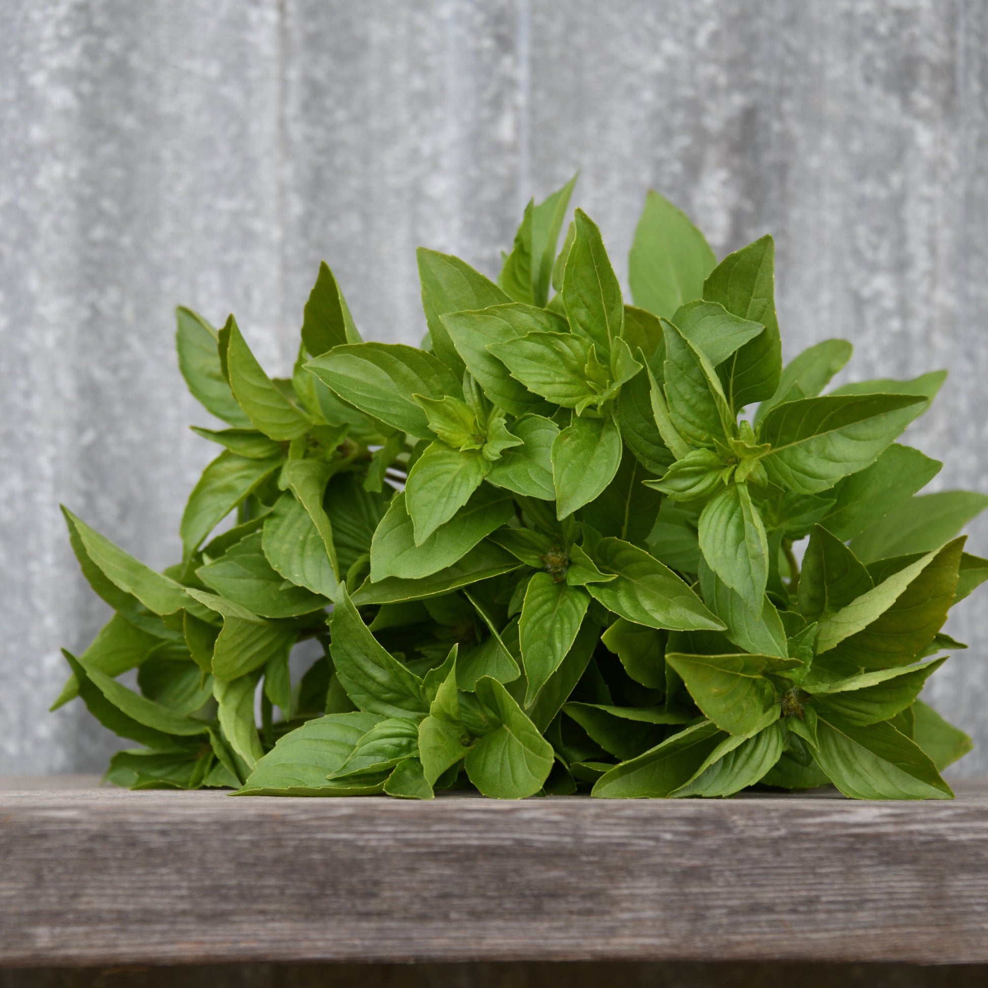 Bunch of fresh green basil leaves on a wooden surface with a metal background