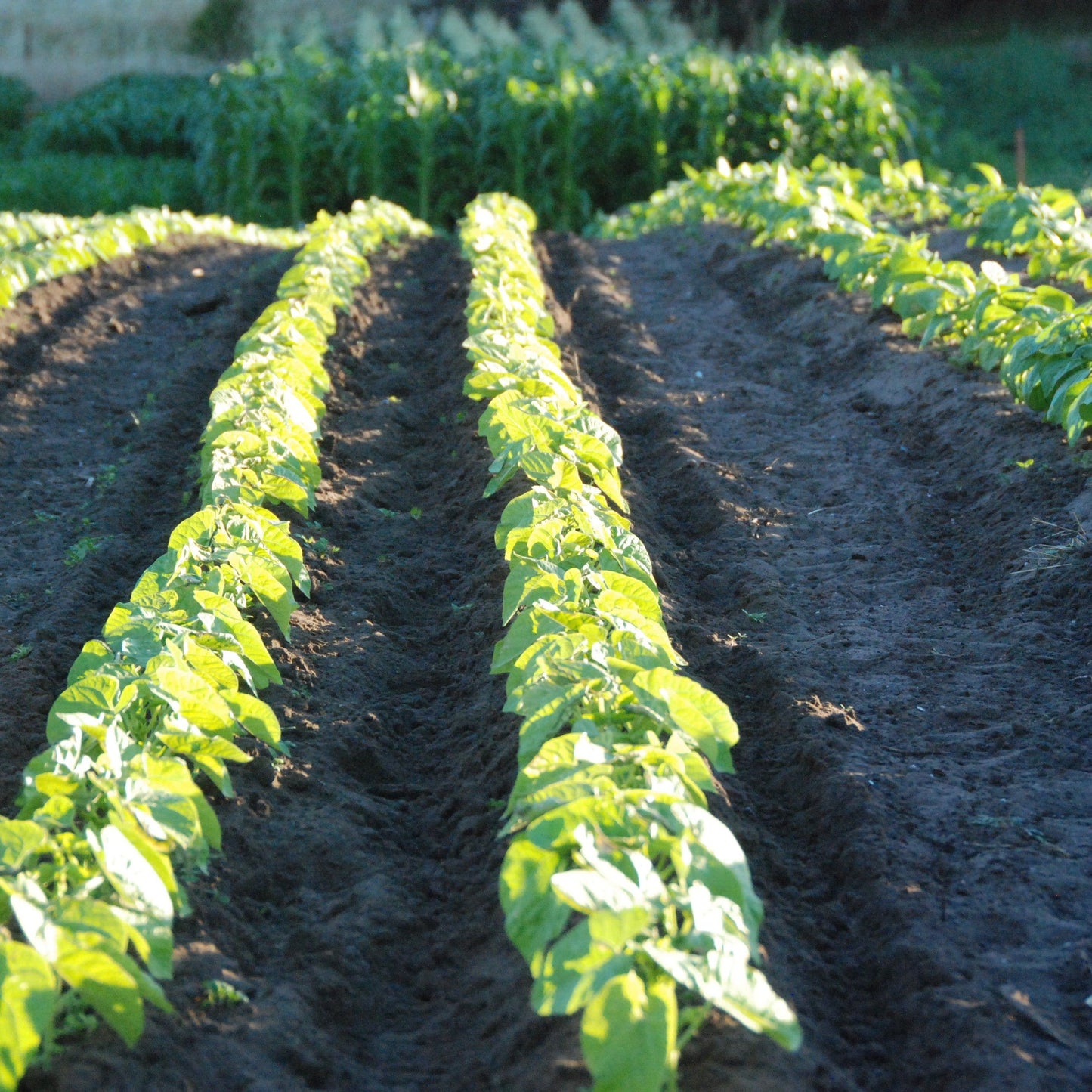  rows of young bean plants growing in a field