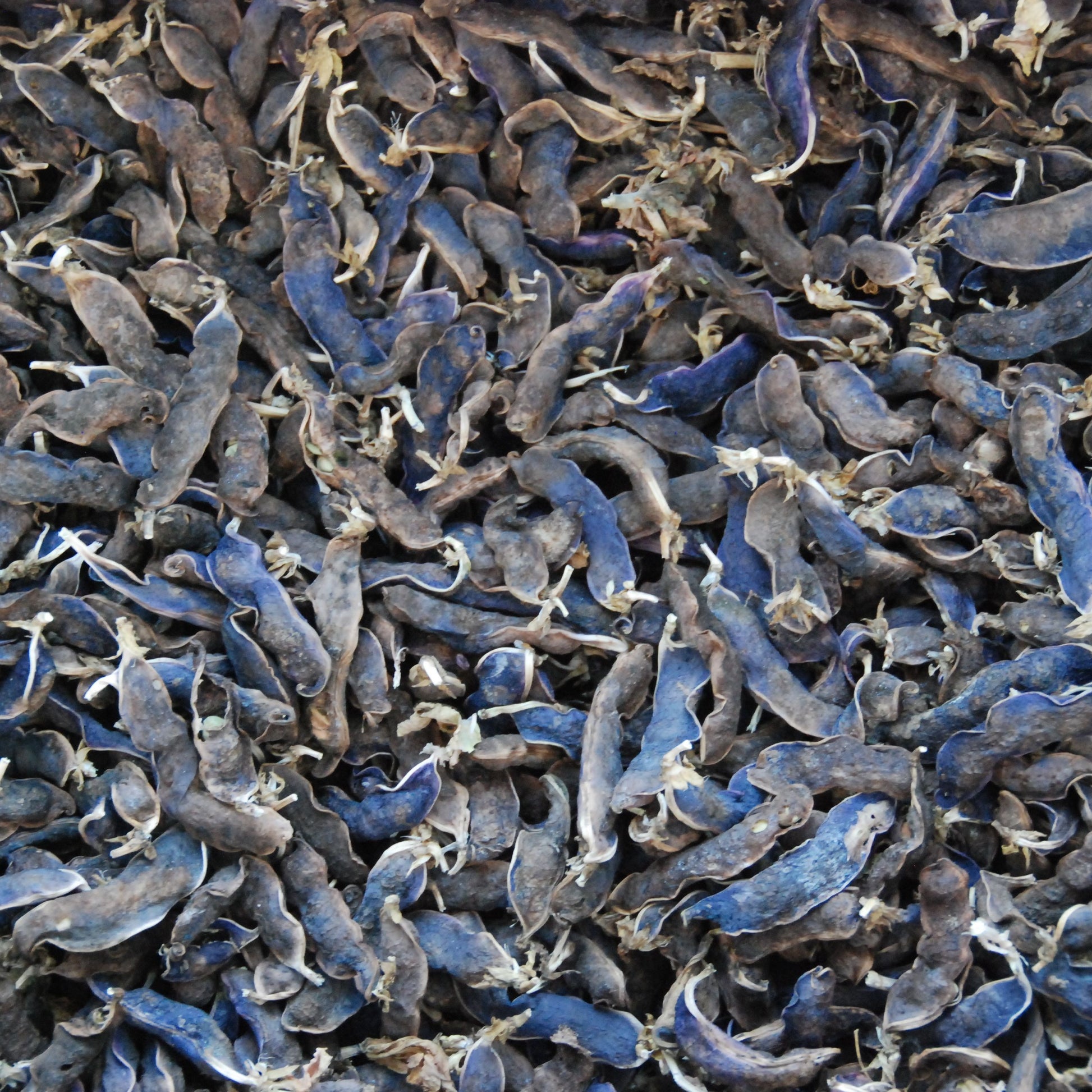 Close-up of dried snow peas curing after harvest