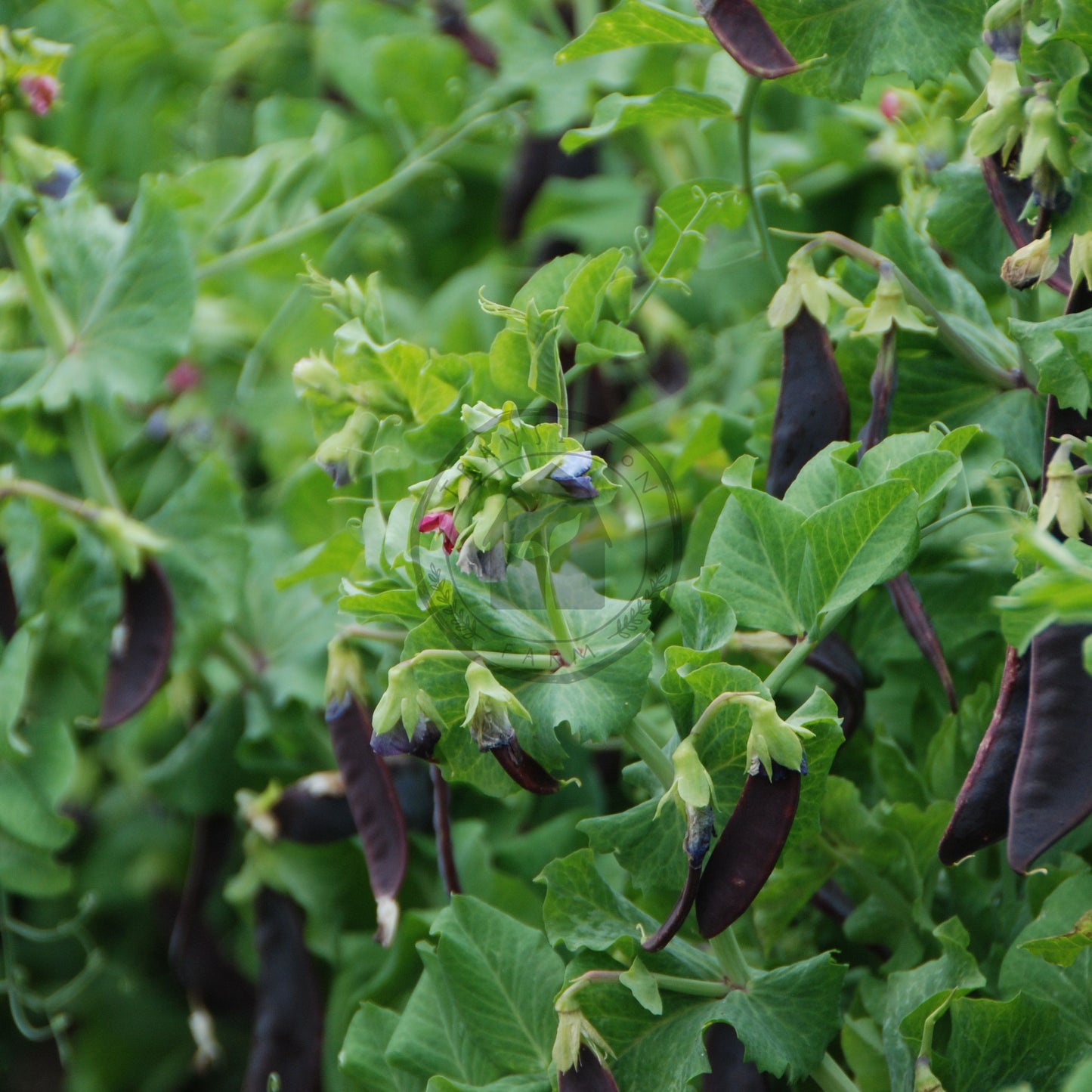 Snow Pea 'Beauregarde'