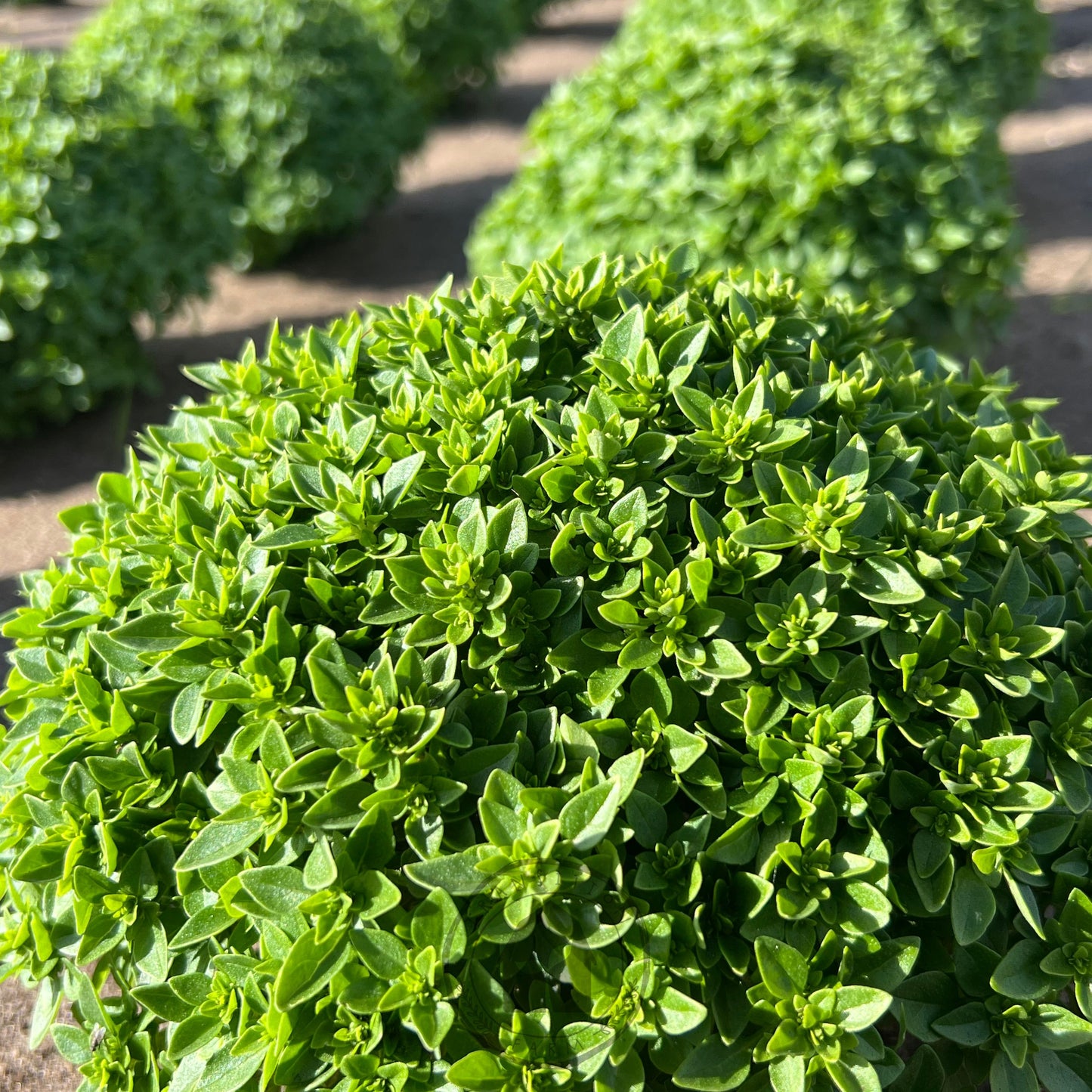 Basil 'Belluccia'