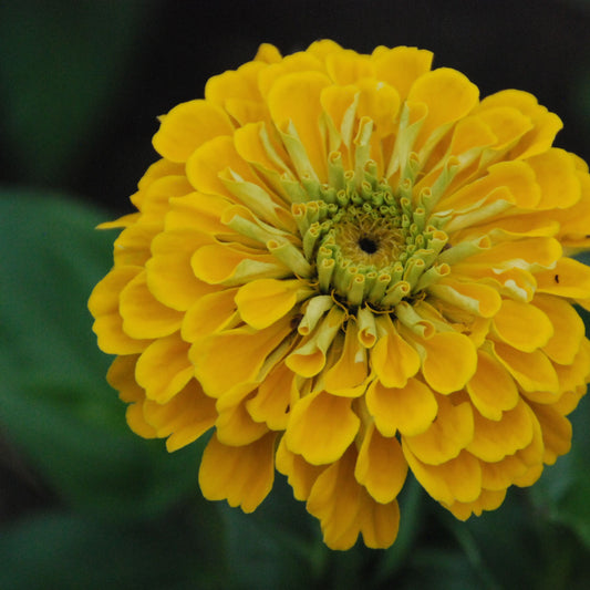 Close-up of a bright yellow flower with a dark background