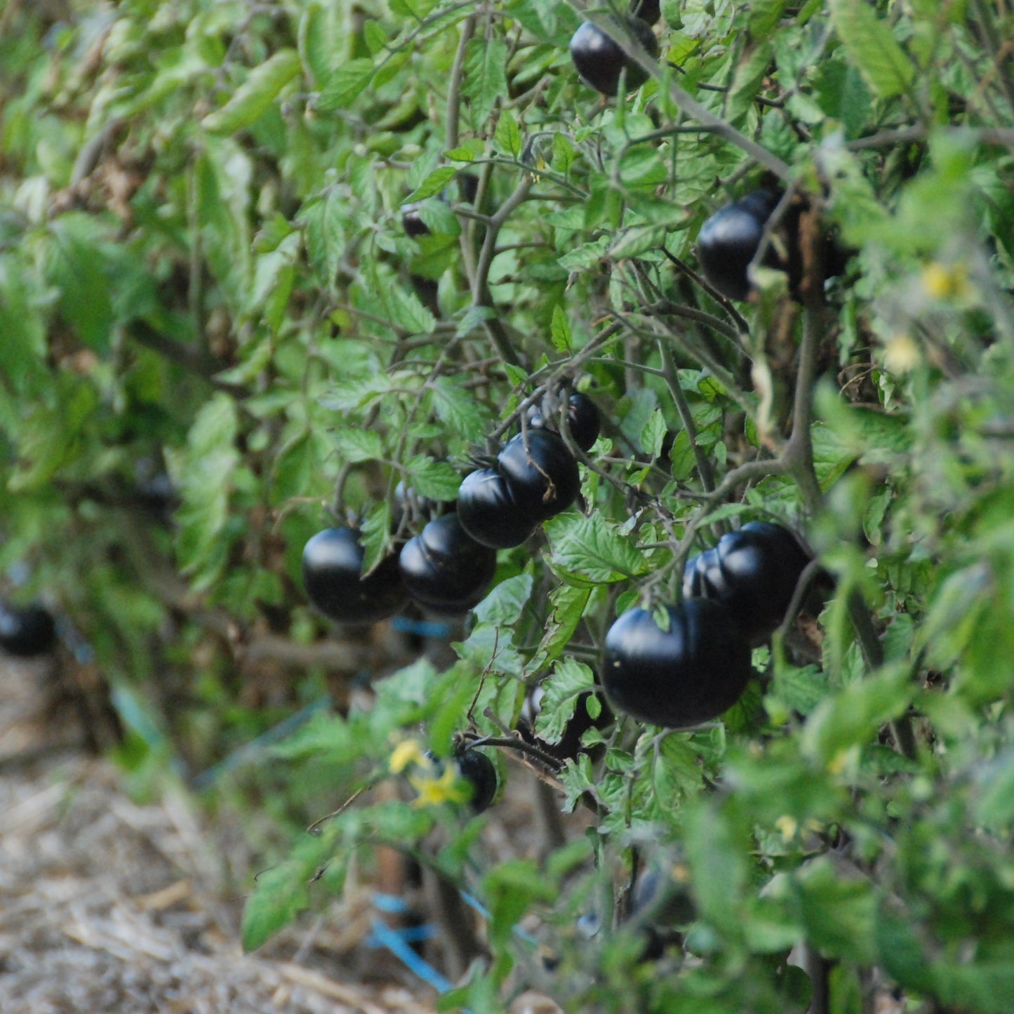 Black tomatoes growing on a vine with green leaves