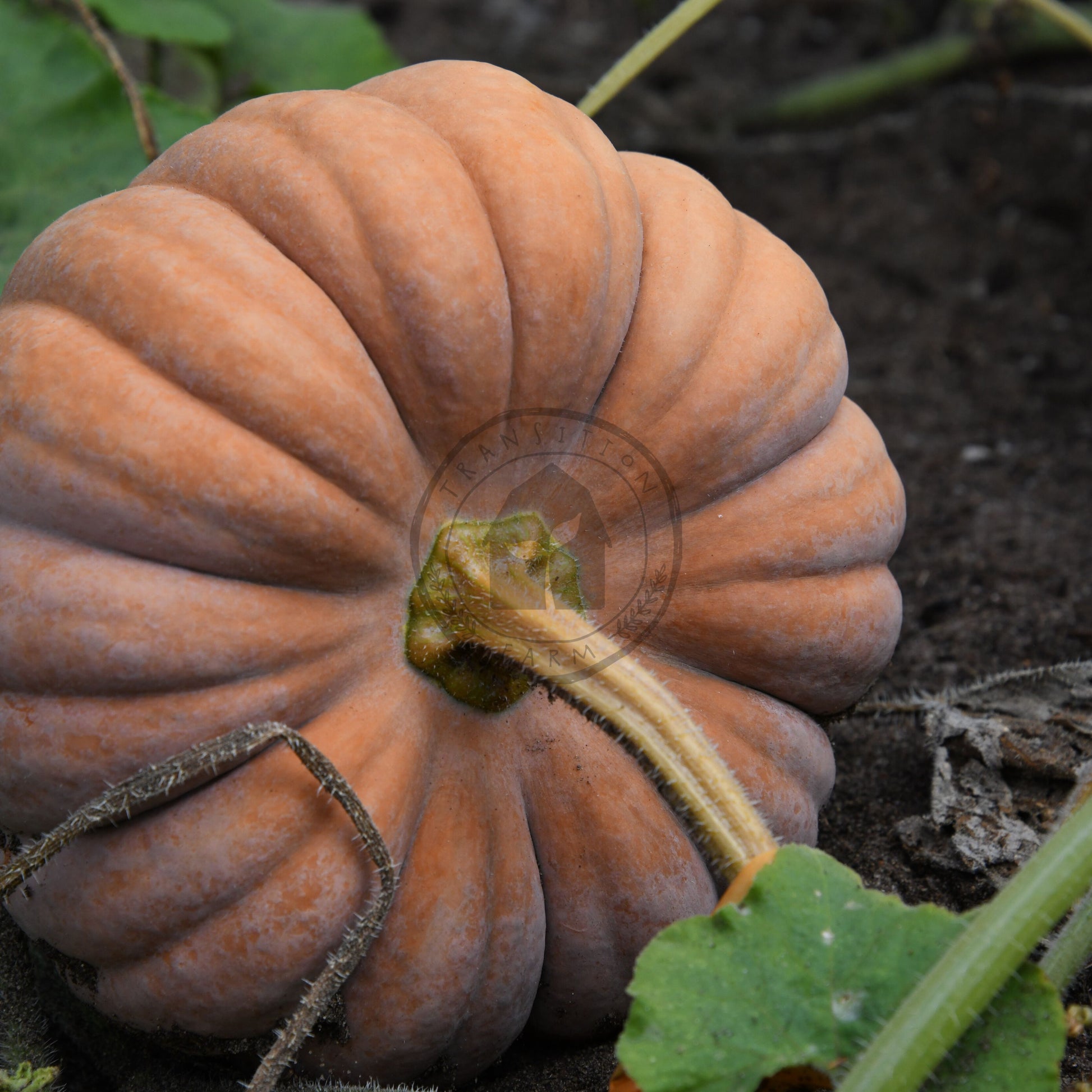 Small pumpkin on the ground with green leaves