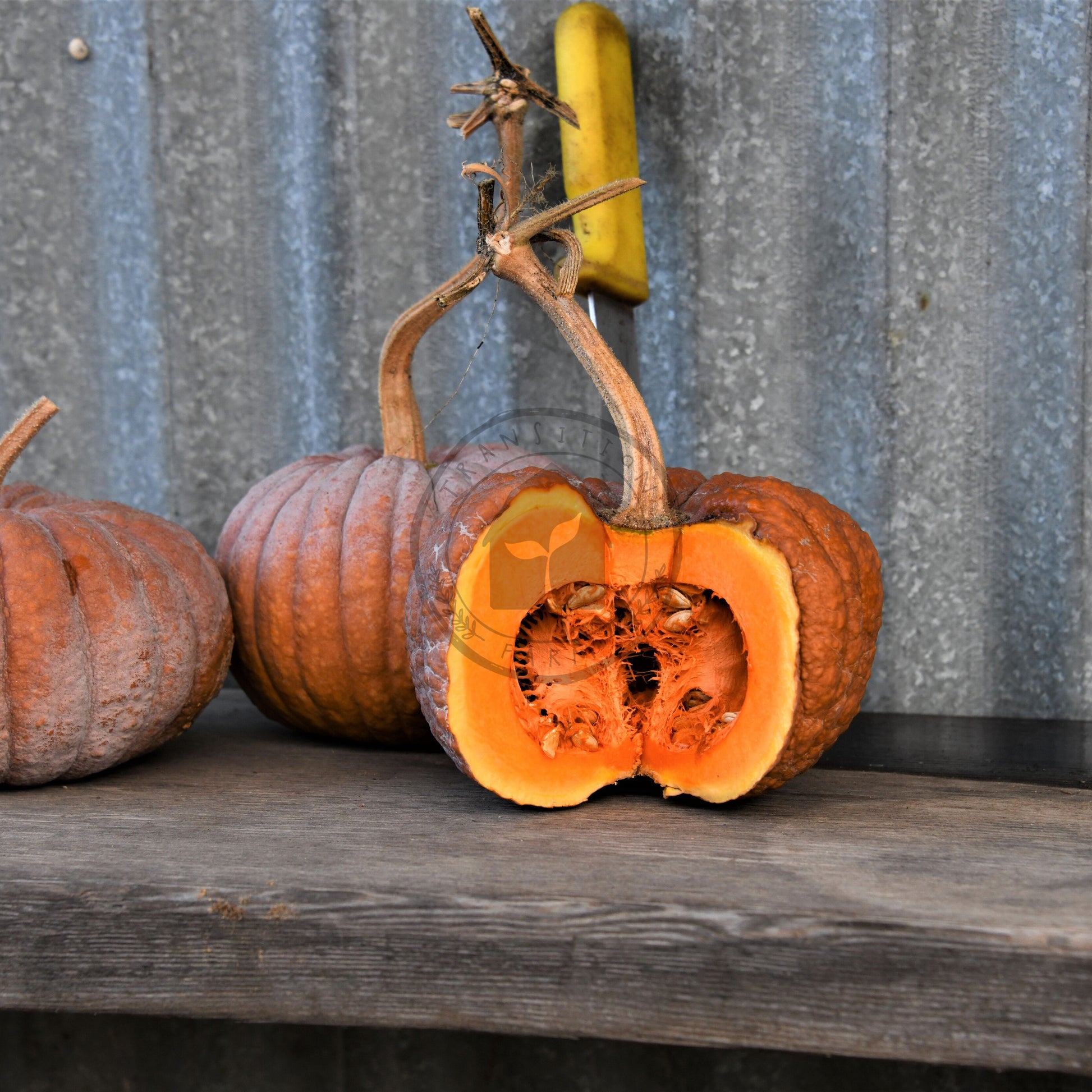 Three pumpkins on a wooden surface with a corrugated metal background