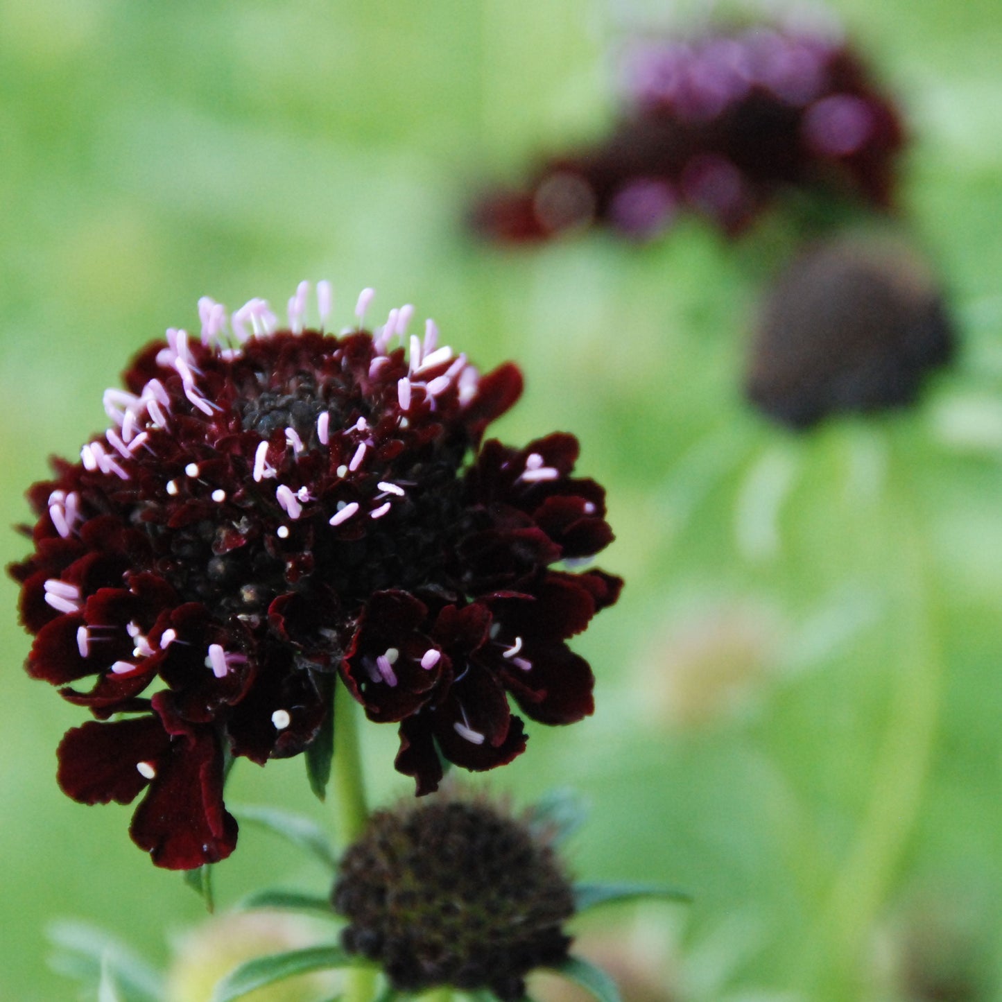 Close-up of a dark purple flower with a blurred green background