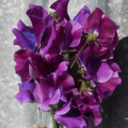 Sweet Pea 'Blue Shift'