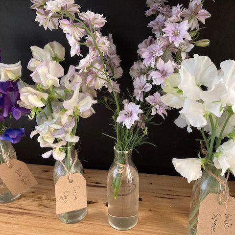 Sweet Pea 'Blue Shift' – Transition Farm
