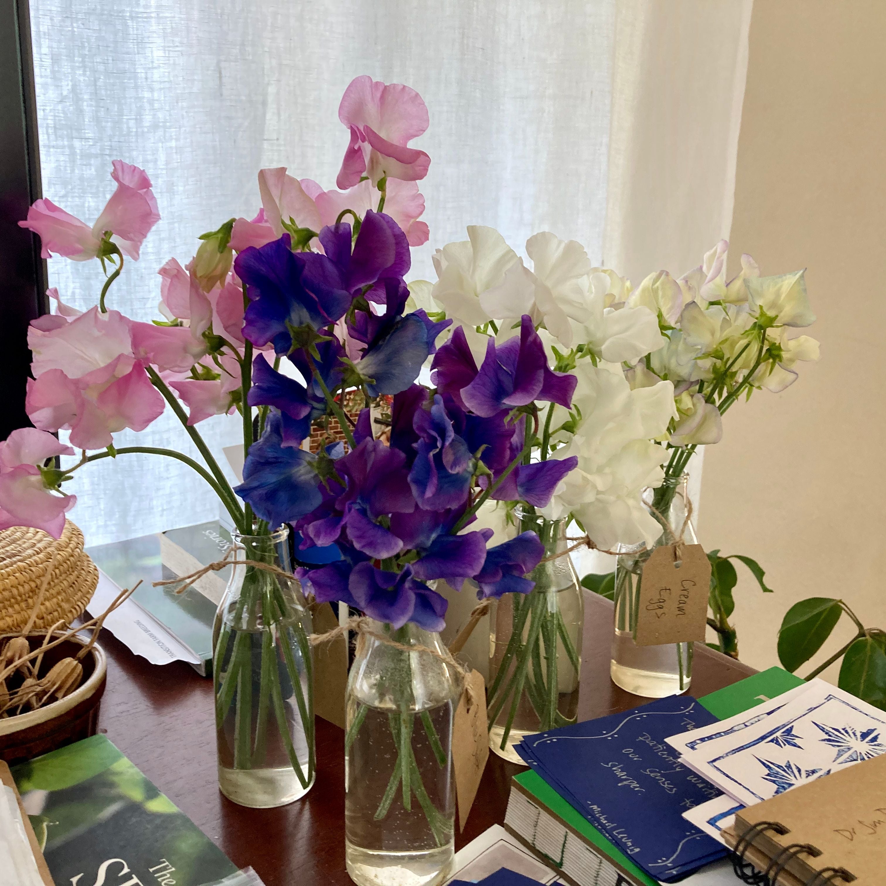 Sweet Pea 'Blue Shift' – Transition Farm