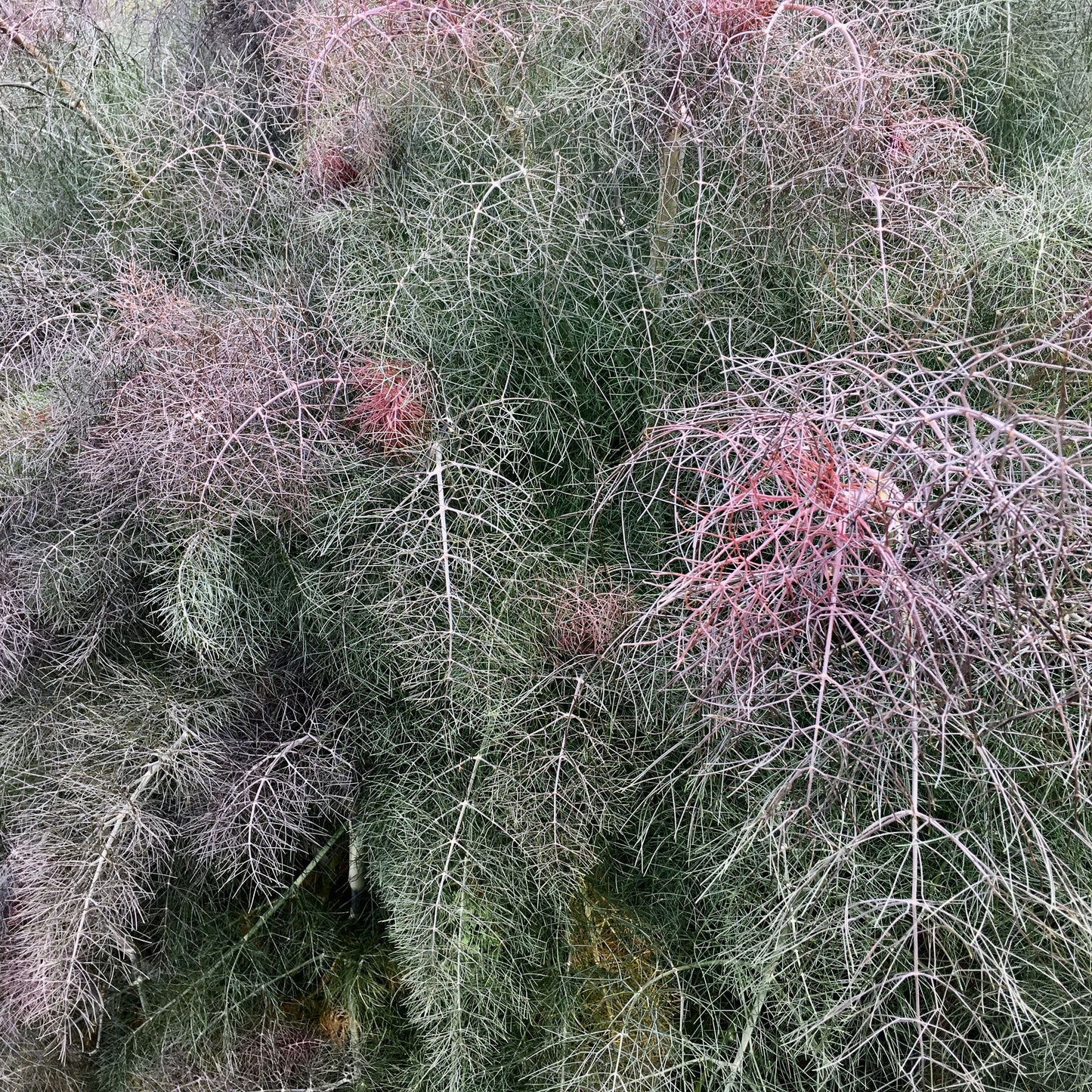 Bronze fennel with a mix of green, brown, and red hues.
