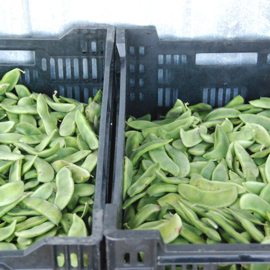 Two black crates filled with green beans on a white background