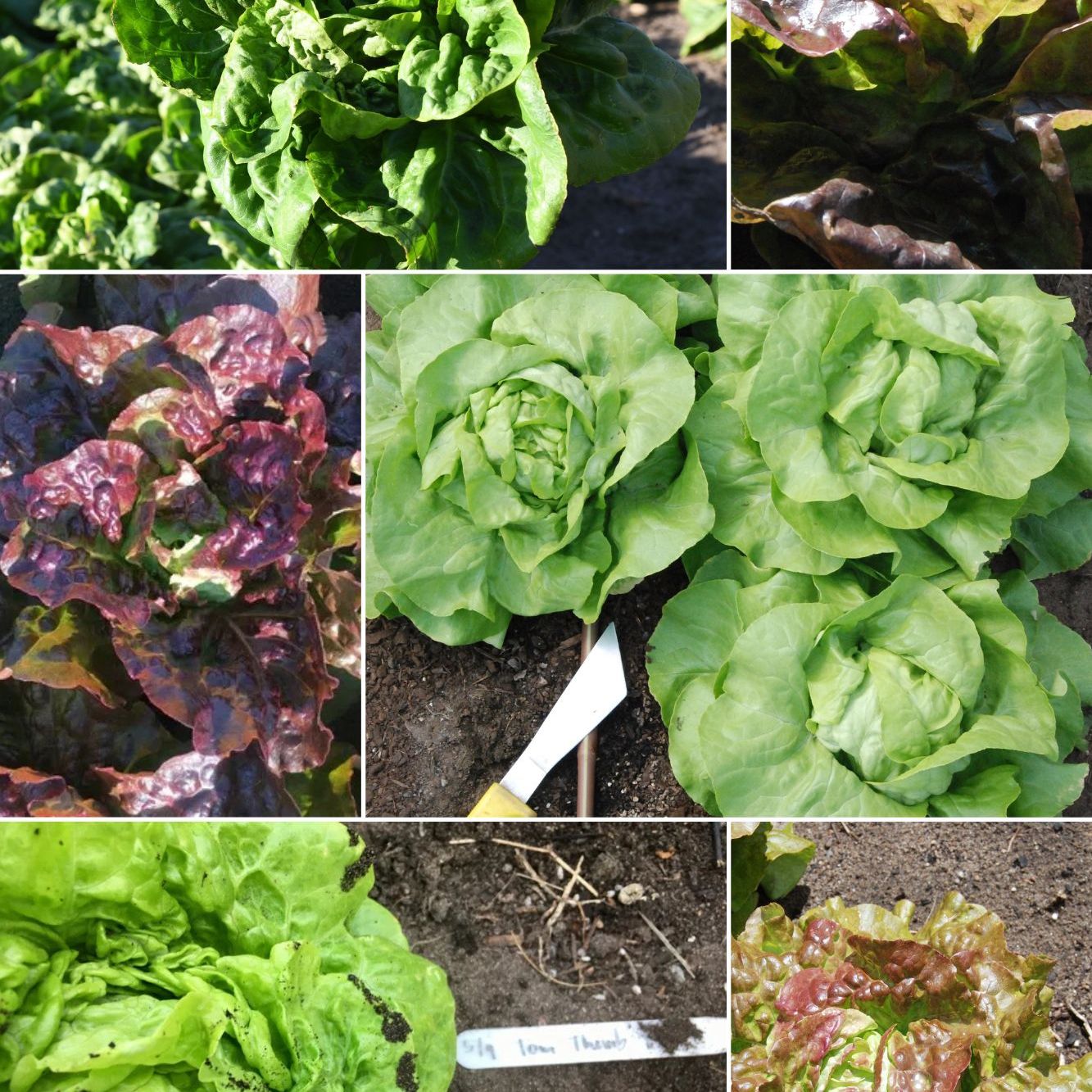 Butter Lettuce Collection