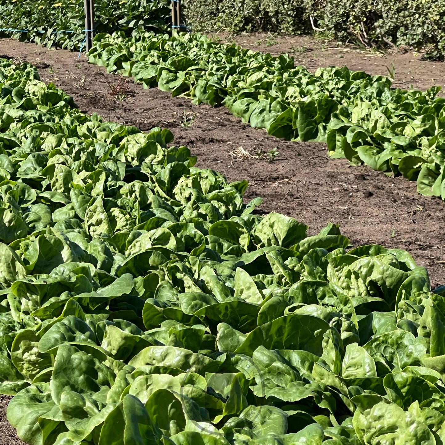 Lettuce Butter 'Buttercrunch'