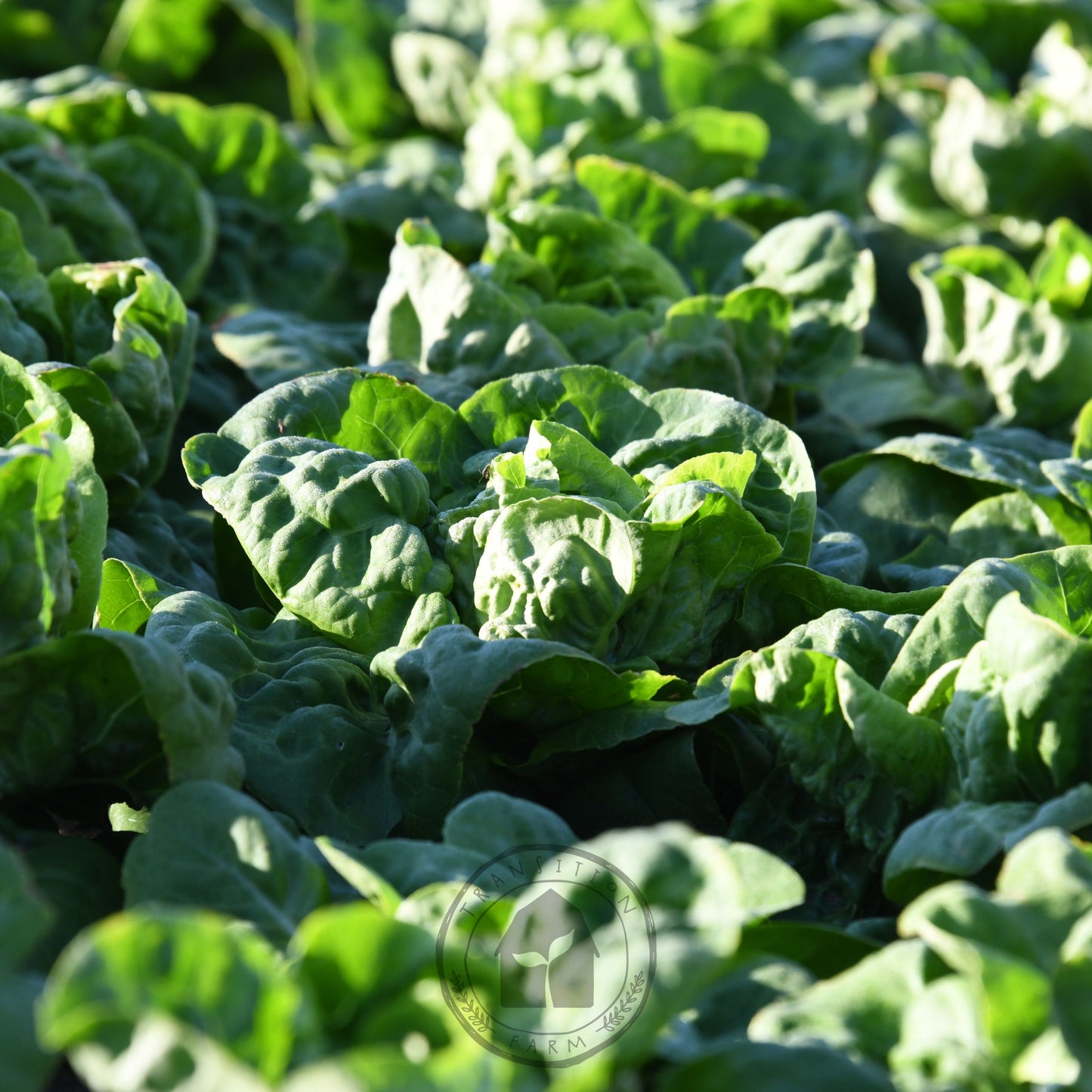 Lettuce Butter 'Buttercrunch'