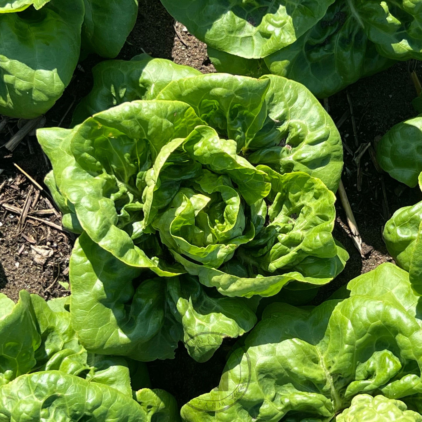 Lettuce Butter 'Buttercrunch'