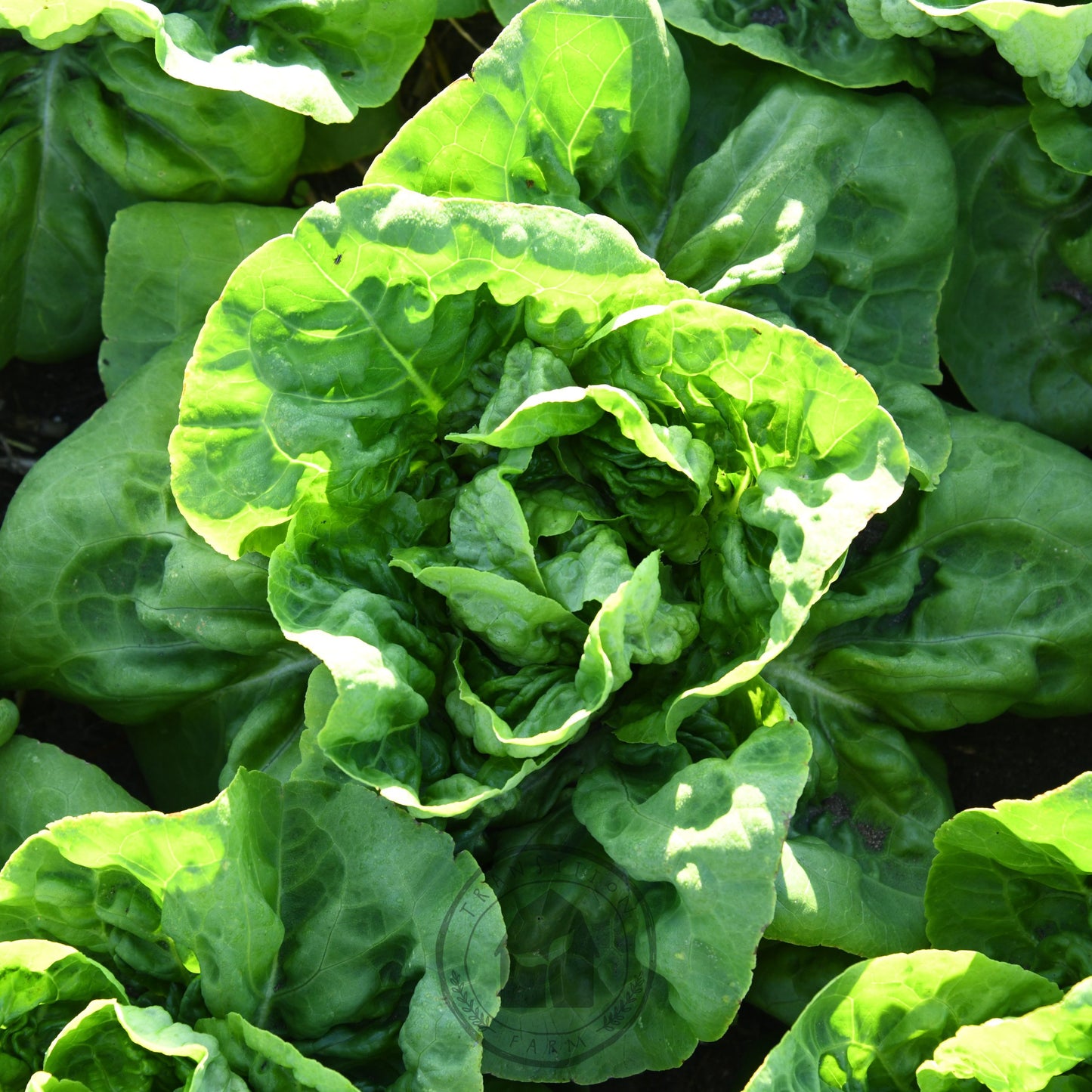 Lettuce Butter 'Buttercrunch'