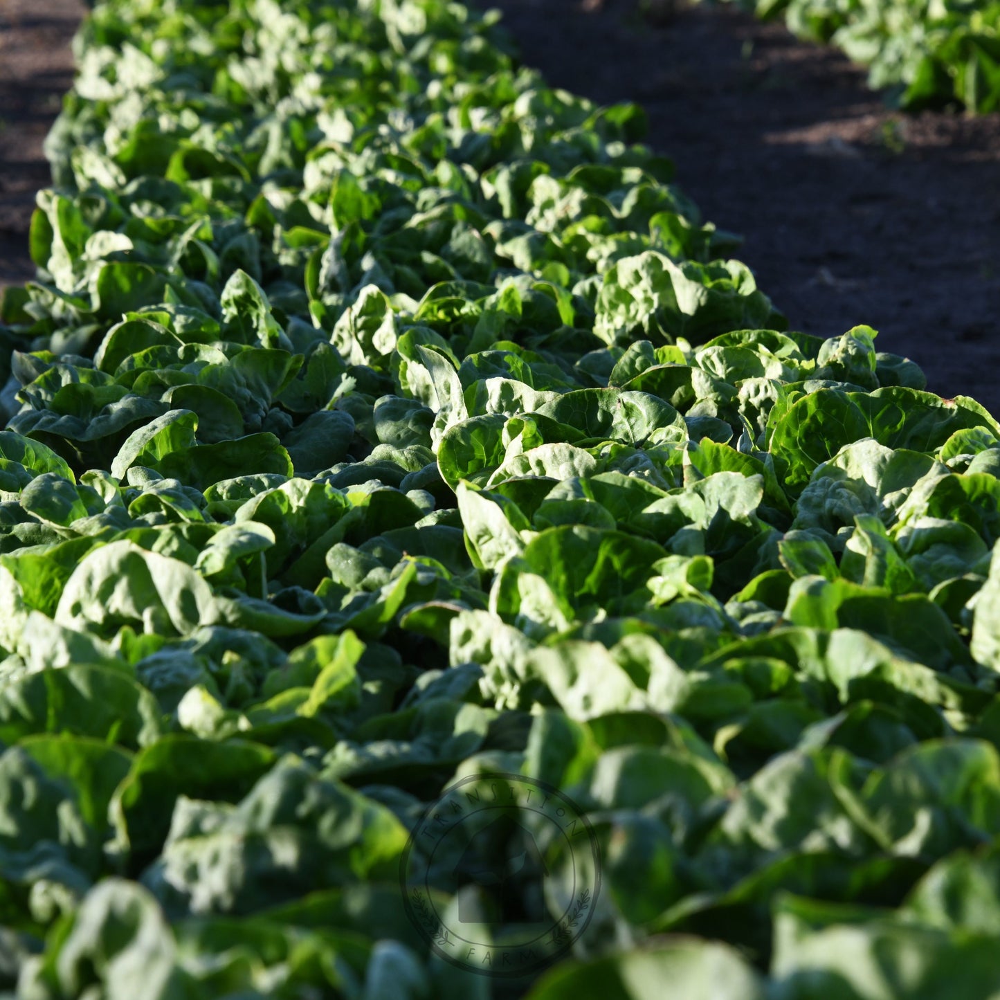 Lettuce Butter 'Buttercrunch'
