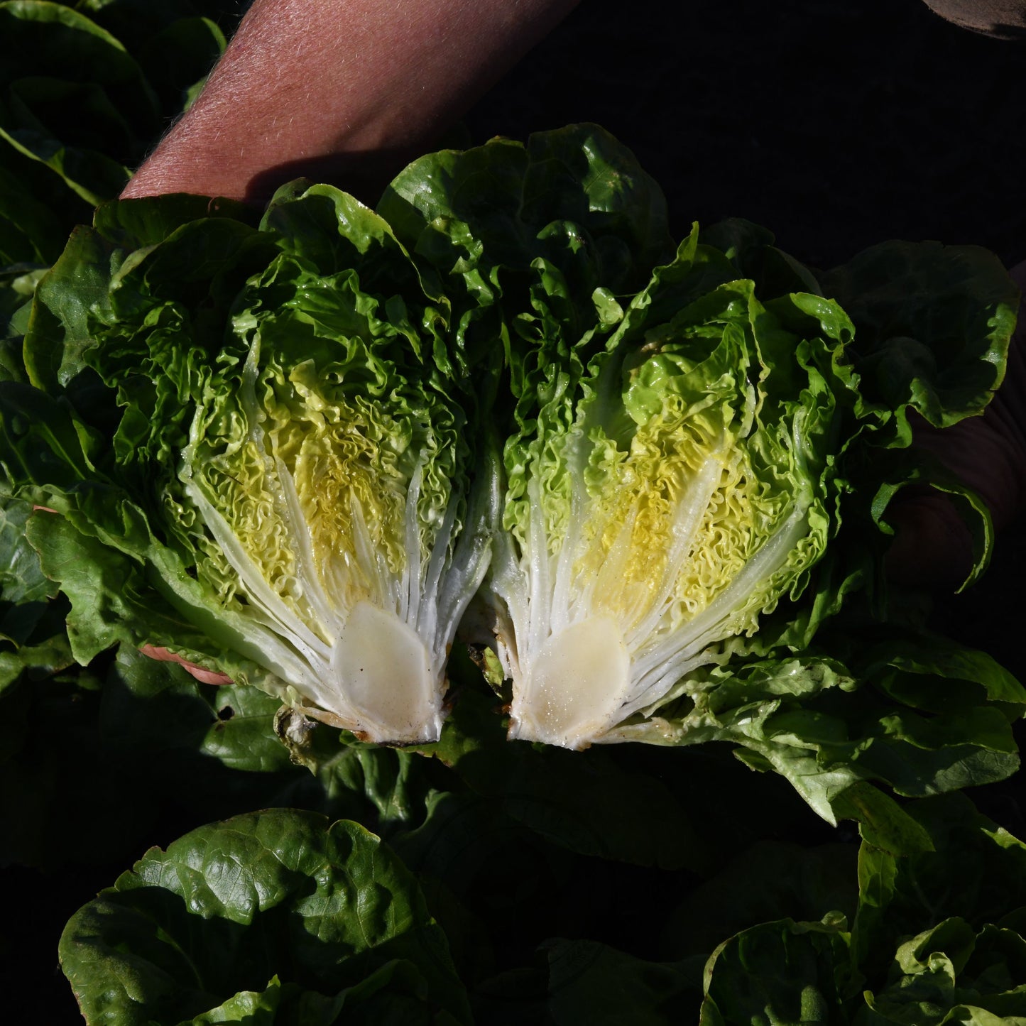 Lettuce Butter 'Buttercrunch'